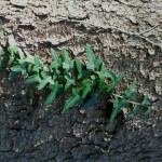 Efeu an einem Baum im Wald