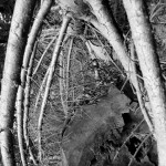 abgestorbene äste im Wald