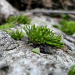 moos im Wald