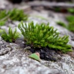 Moos im Wald